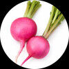 copperradish